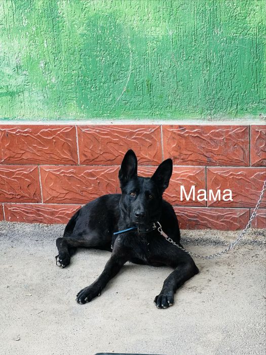 Немецки овчарка