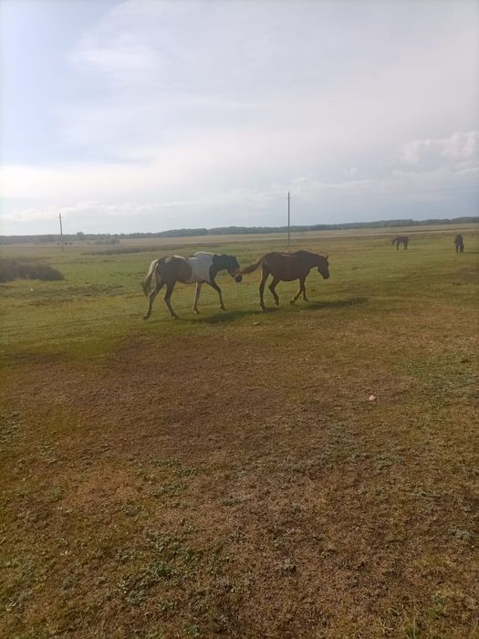 Домашние животные