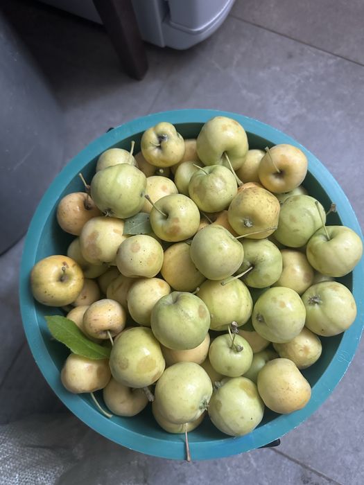 Продам дачные яблоки