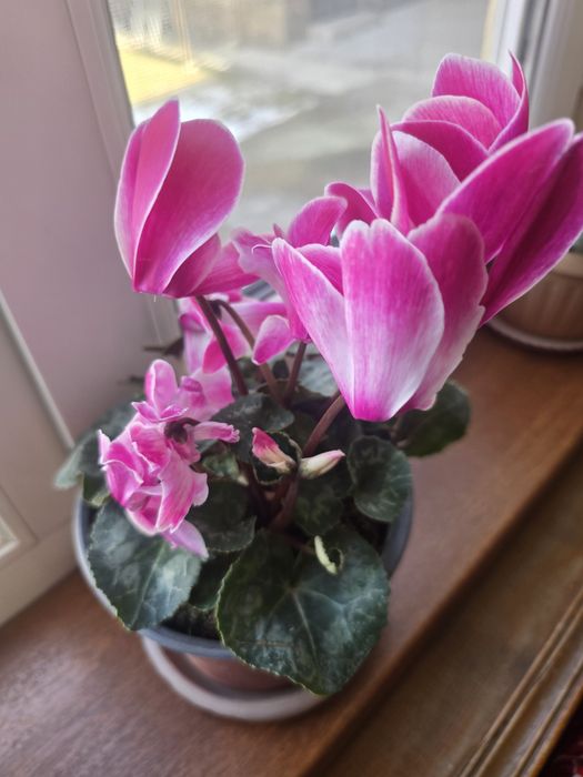 Продаётся комнатное растение