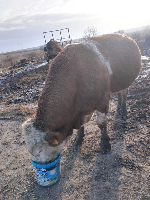 Vând Taur Baltată Ungurească