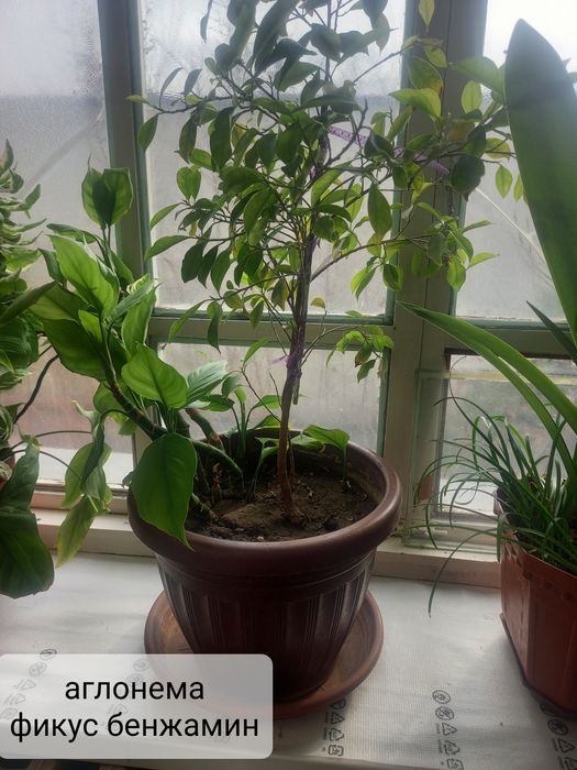 Комнатные цветочки