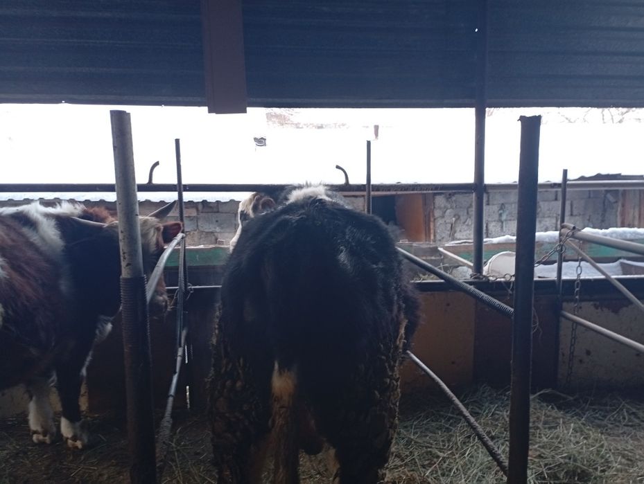 Продам быков в круг