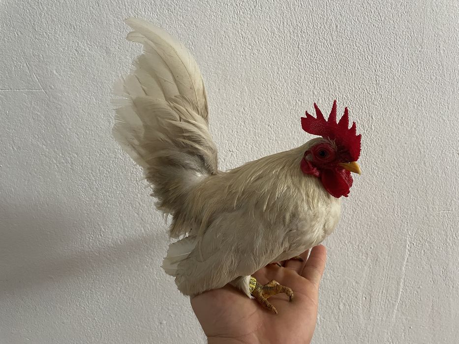 Vand oua din gaini pitice miniatura