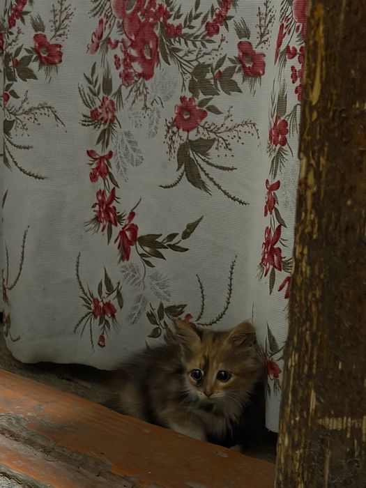 Отдам котят в хорошие руки
