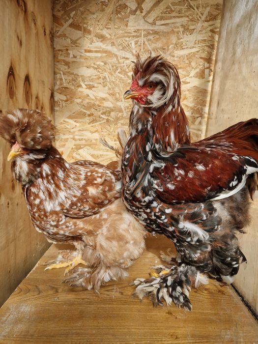 Oua pentru incubat gaini Strumski