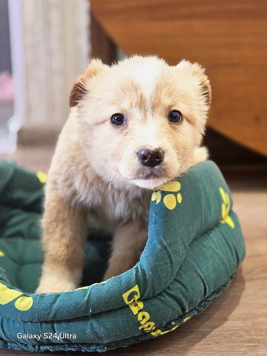 Золотые медвежатки