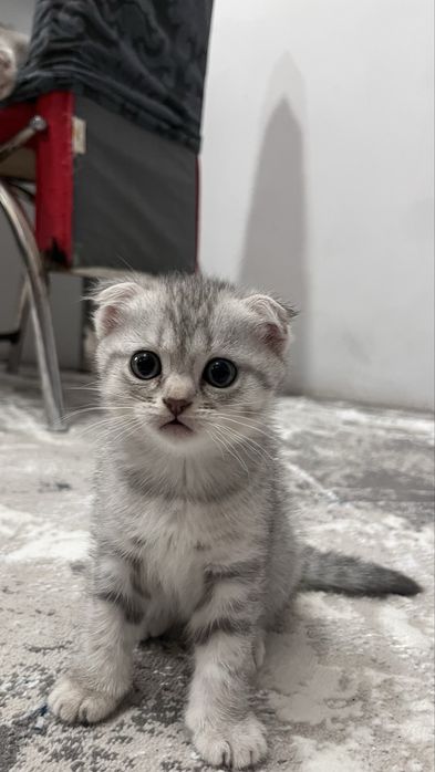 Вислоухая кошечка