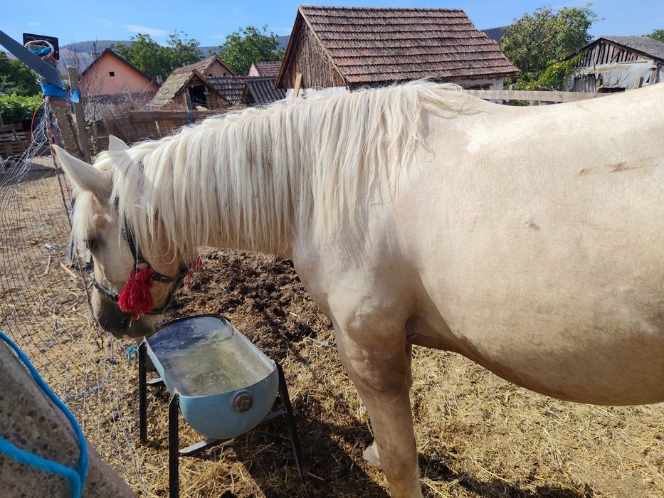 Vand iapa palomino gestanta