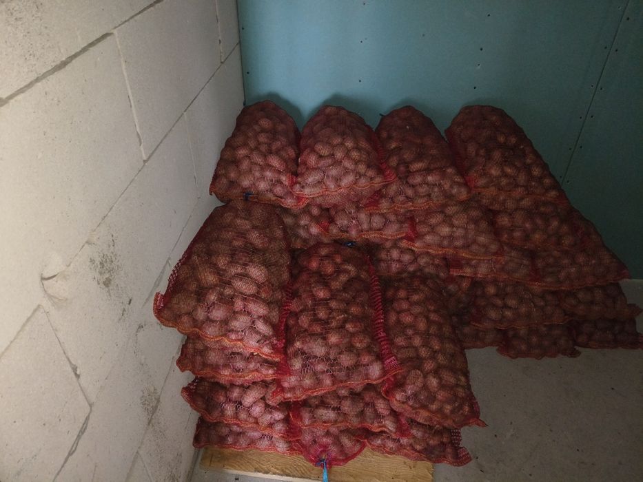 Vând cartofi sămânța clasa B