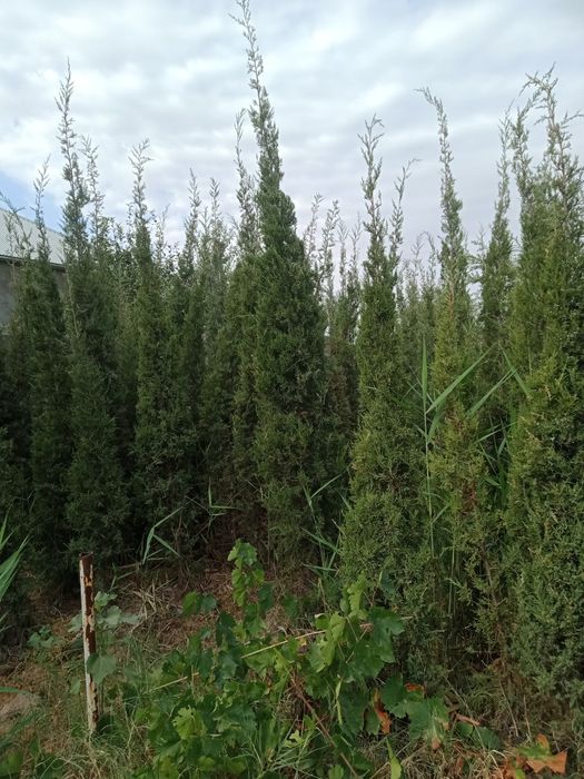 Ёлки. Можжевельник посадочный материал