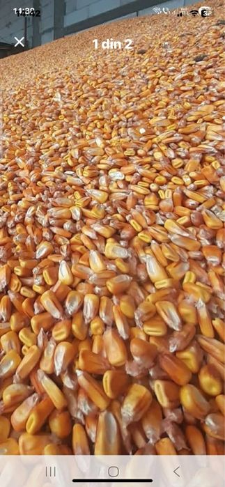 Vindem porumb si grau