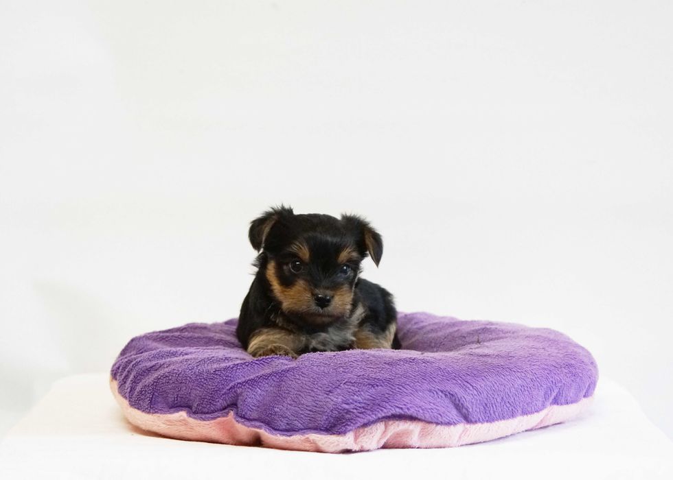 Puiut Yorkshire Terrier