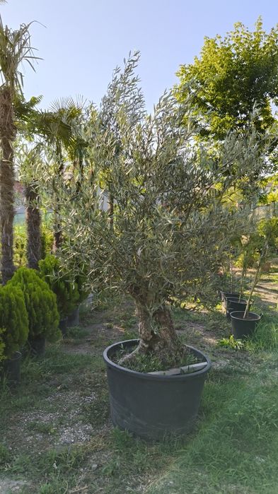 Maslini pe rod, ornamentali, seculari, bonsai rezistenti la ger