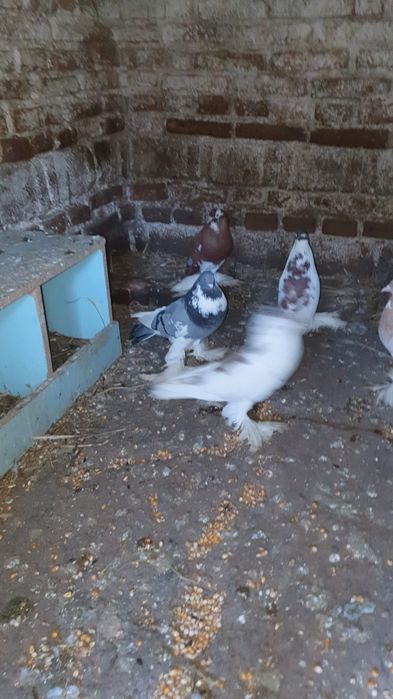 Vând porumbei ornament mai multe rase