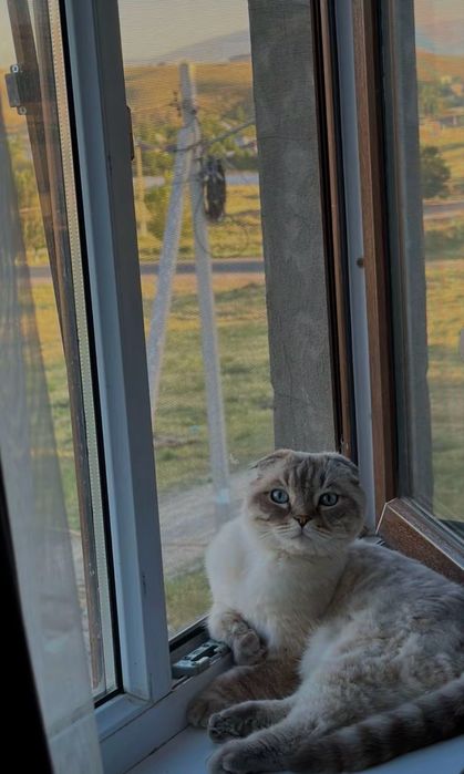 Отдам кота скотиш фолд