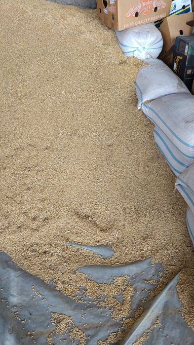 Vând grau si orzoaica 2025