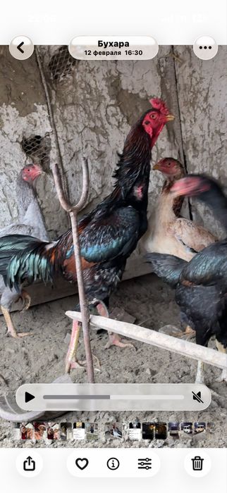 Dakan xoroz sotiladi