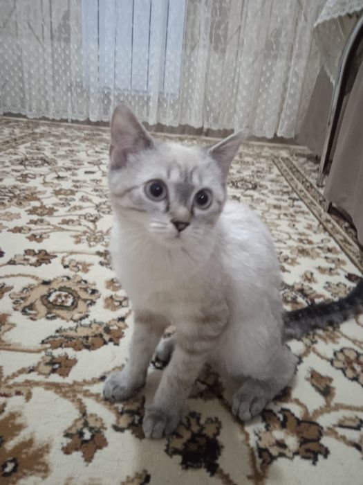 Отдам котенка в добрые руки