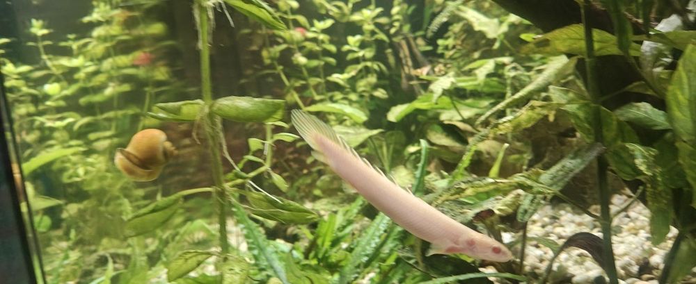 Pești exotici de apa dulce