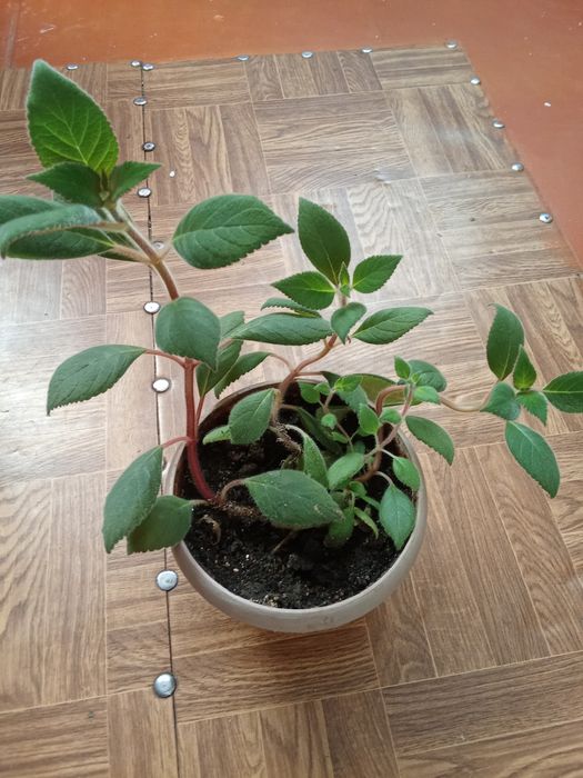 Разные Цветы Домашние.