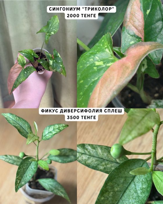 Комнатные растения