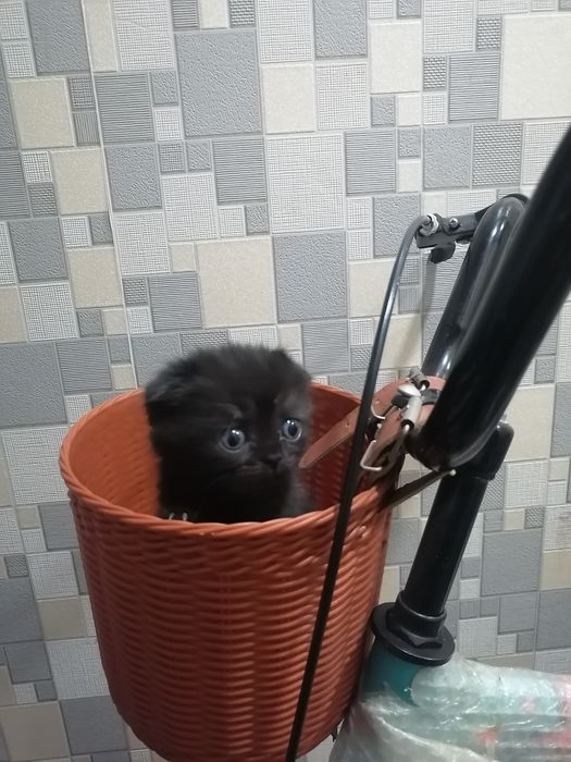 biritan va fold 40 kunlik jinsi qiz onasi skotish fold latog bladi