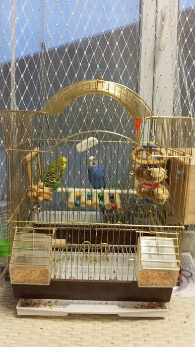 Попугай с клеткой