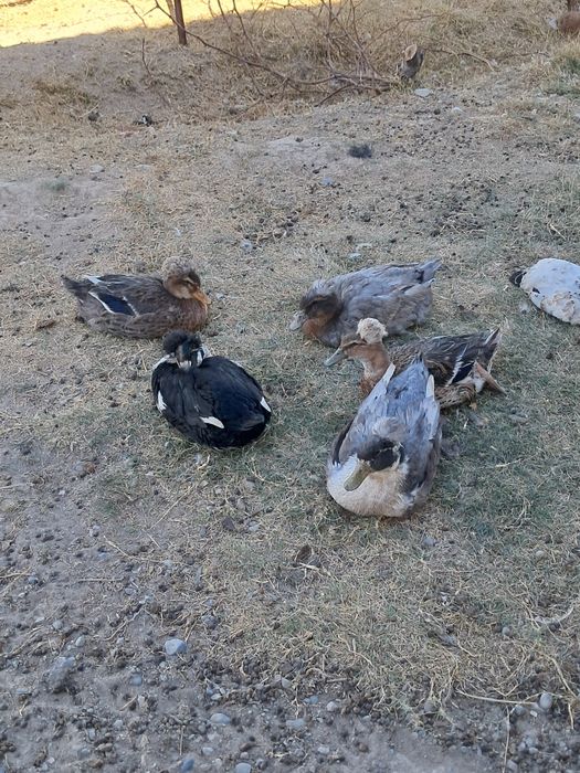 Уйрек утка индаутка