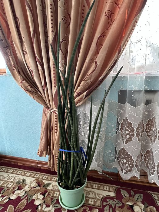 Сансеньервьра продам