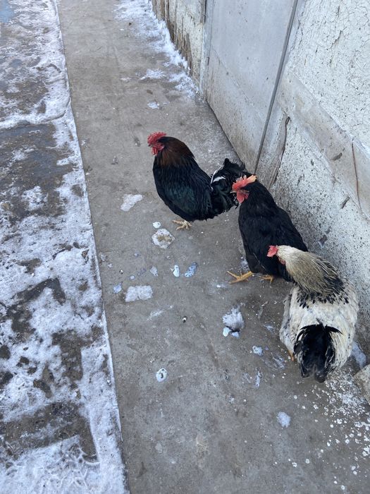 Әтештер сатылады