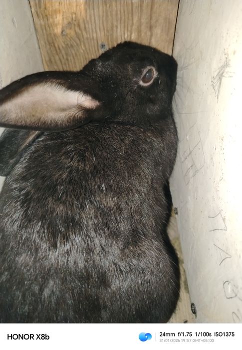 Quyonlar sotiladi onasi va bolalari bilan