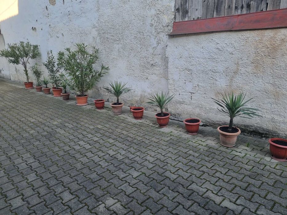 Yucca, plante pentru decotațiuni