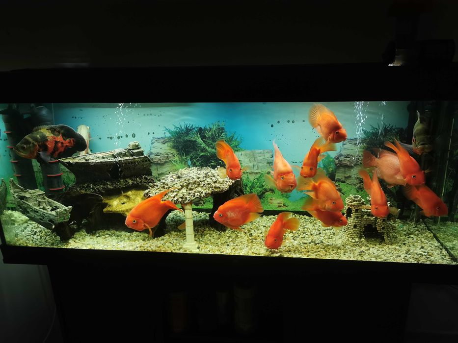 Acvariu cu pesti - ciclide papagal