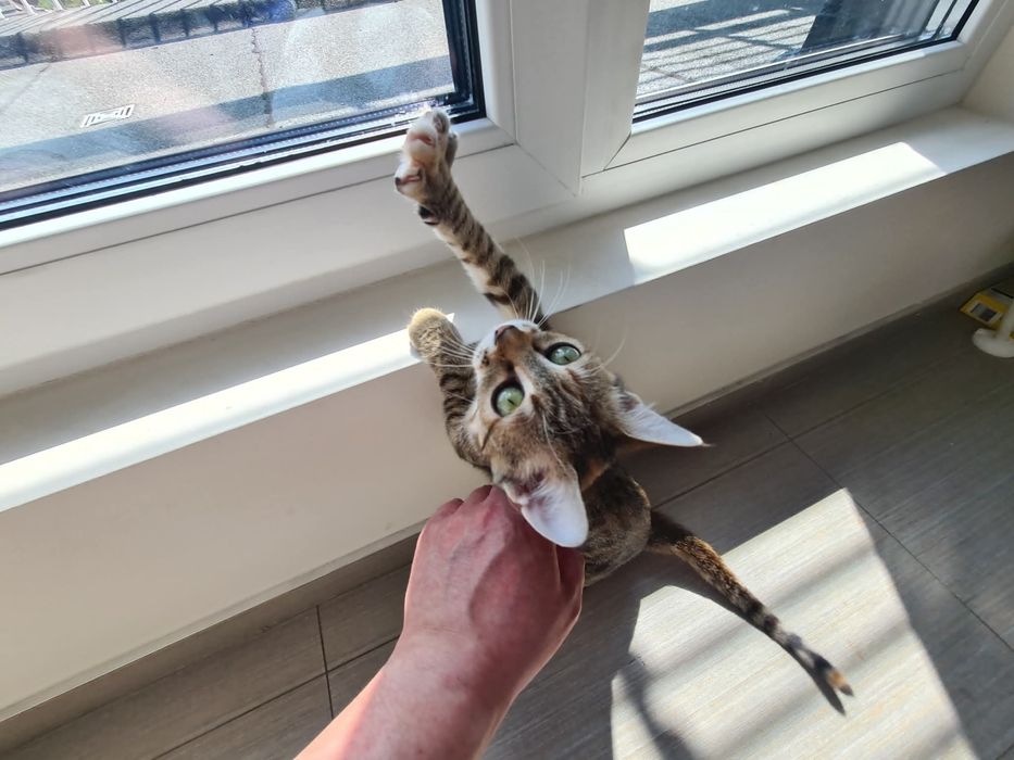Шарено коте търси дом