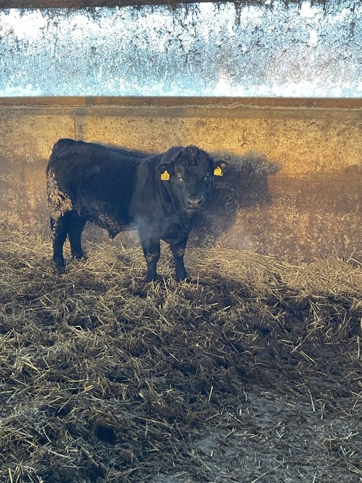 Taur angus de reproductie