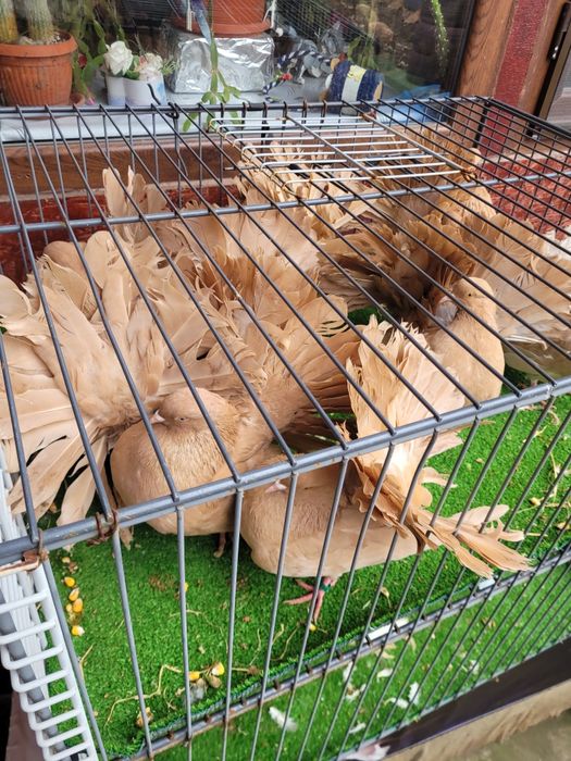 Porumbei Gusat de Pomerania,  voltati galbeni
