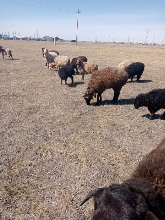 Продам 14 баран цена 900тыс