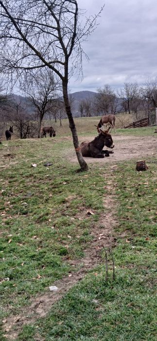 Vand 2 magarite gestante