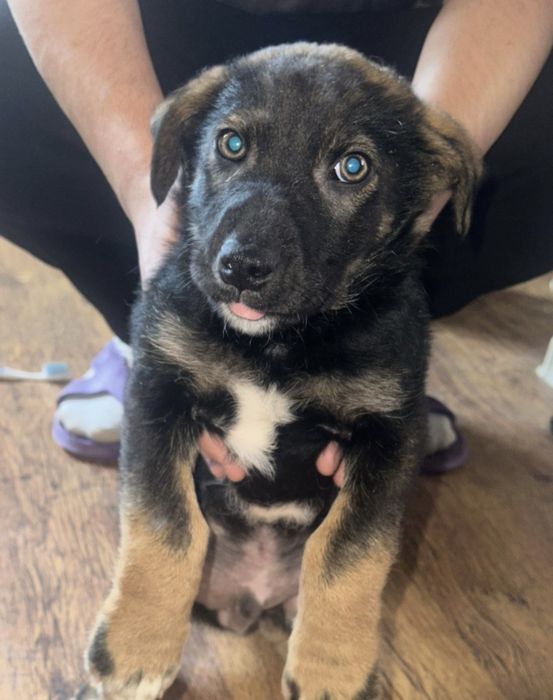 Щенок, мальчик в добрые руки