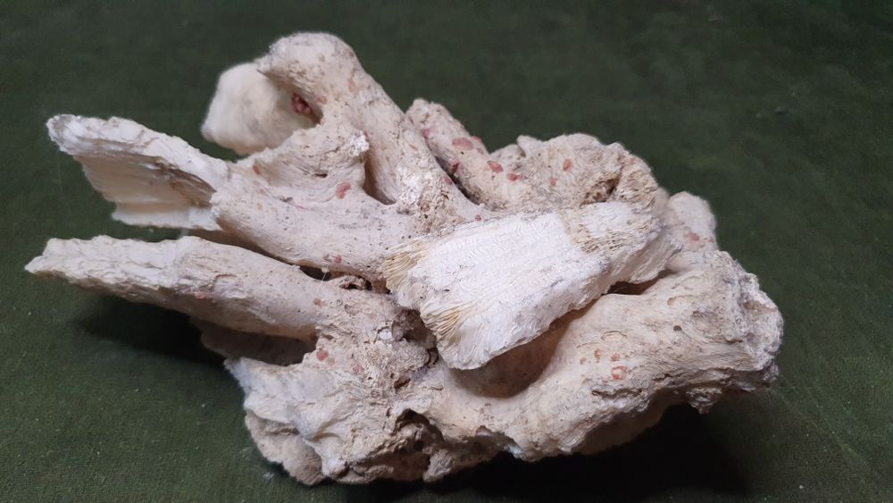 Морской коралл с Карибского моря