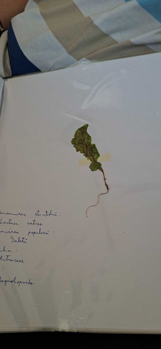 Ierbar cu 25 plante