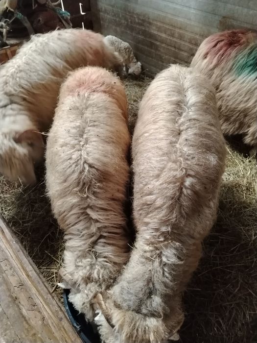 Disponibile oi cu miei