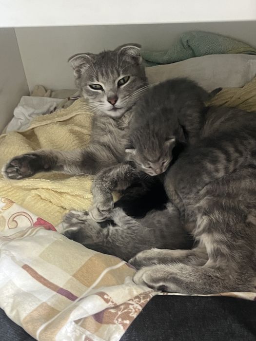 Мысык котята шымкент