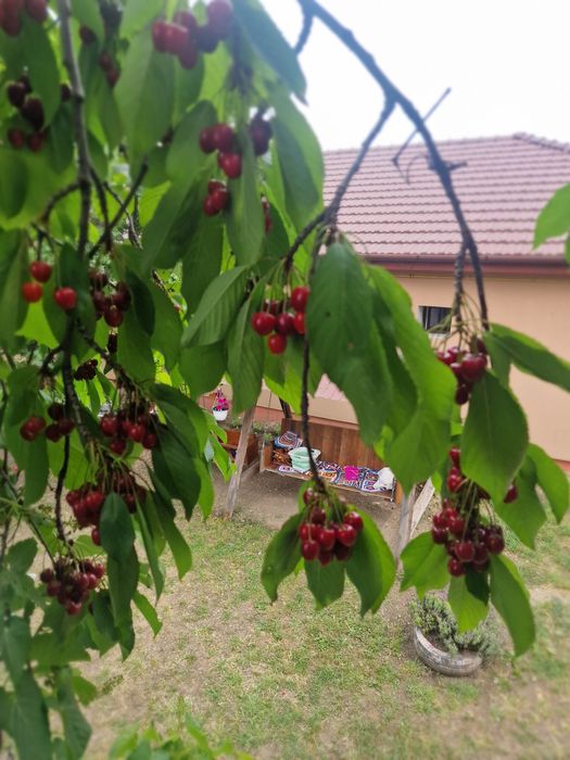 Cireșe 10 lei kg ,Vladimirescu Arad