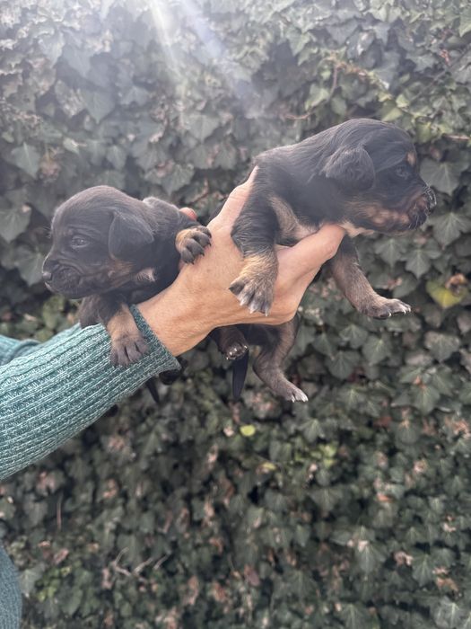 Отдам щенков в добрые руки.