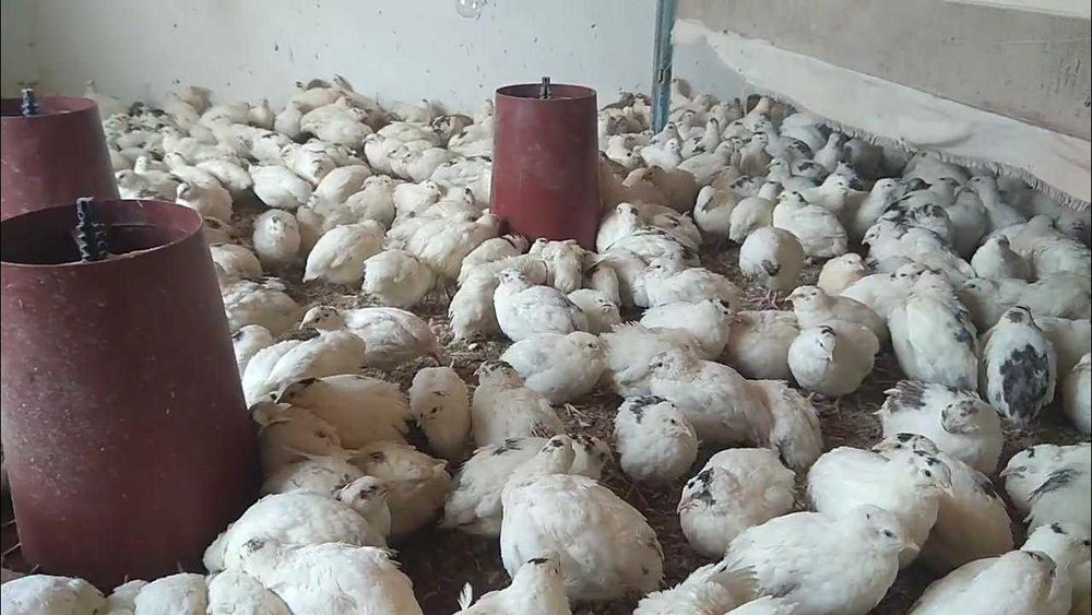 Bedana sotiladi uy parrandasi