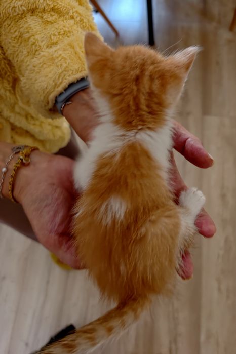 Котята малыши, 1 месяц