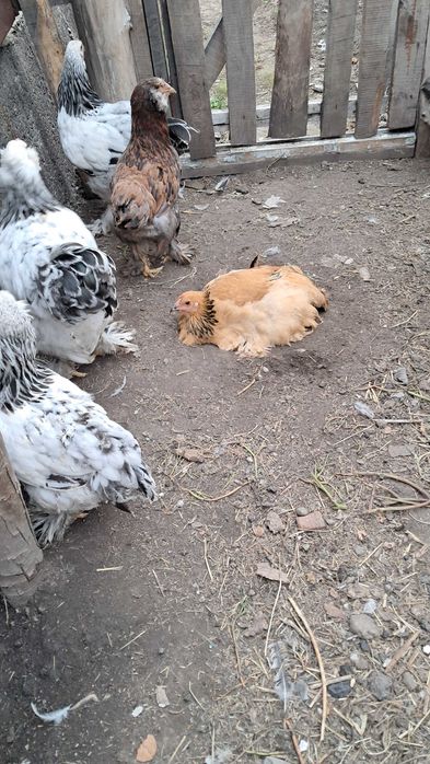 Продам Петухи БРАМА