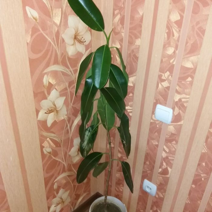 Растения Фикус! Срочно!